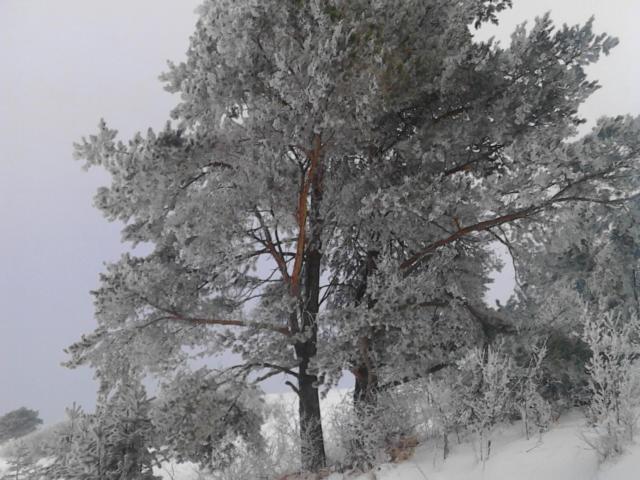 Chata Holica Pieniny Lesnica المظهر الخارجي الصورة